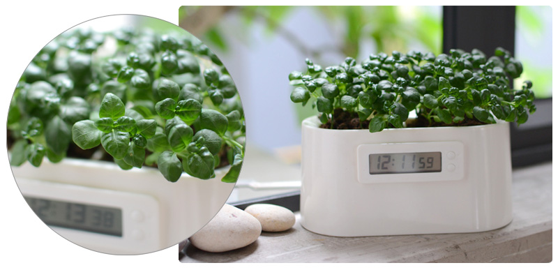 白领桌面最酷时钟,【微电站】低碳植物电力表